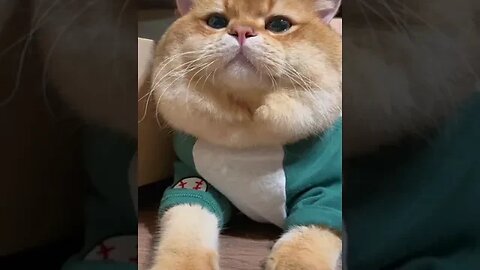 Cute cat Dynamic Ear Power #shorts #shortvideo #ytshorts #funny #cats #animals