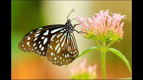 The Most Amazingly Beautiful Butterflies in the World