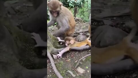 Monkey Love #ytshorts #shorts #PetpupFun #Fun