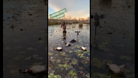 Woodies on Ice #duckhunting #shorts #southgeorgia #woodies #ice #winterstormelliot