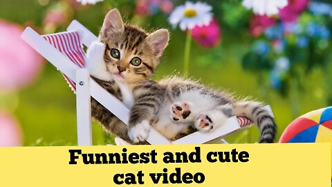 Funniest cat videos