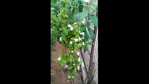 Jasmine, Mogara Flowers