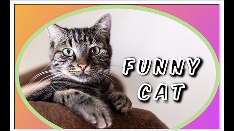 Funniest cats 2024