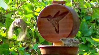 IECV NV #153 - 👀 House Sparrows Eating At The Feeders And Drinking At The Bird Bath 6-13-2016