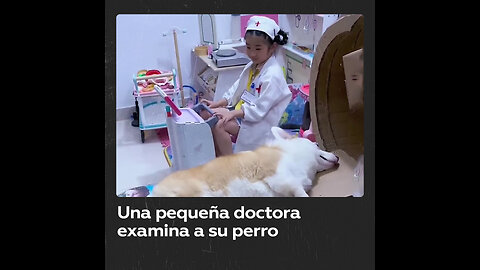 Niña de 5 años simula una tomógrafo para su perro con cajas de cartón