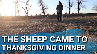 Updating The Fence After The Sheep Came To Dinner