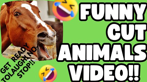 Funny CUT! Animals Vídeo!