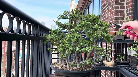 Mini jade (portulacaria afra) bonsai forest