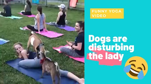 Funny Animal Video | Funny Yoga Video | Funny Dog videos