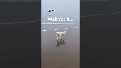 #dog #funny #shorts #shortvideo #tiktok