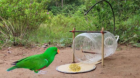 Creative Unique Quick Parrot Trap Using 5 Liters Bottle , Paper And Woods - Bird Trap Working 100%