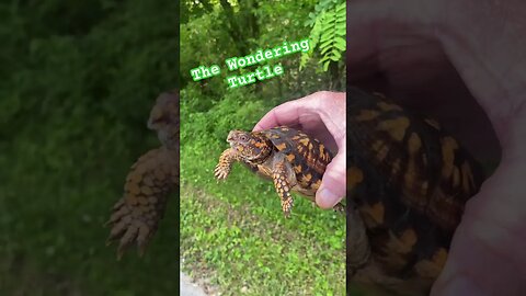 The Adventure of the Free-Spirited Eastern Box Turtle. #turtle #easternboxturtle #prepperboss