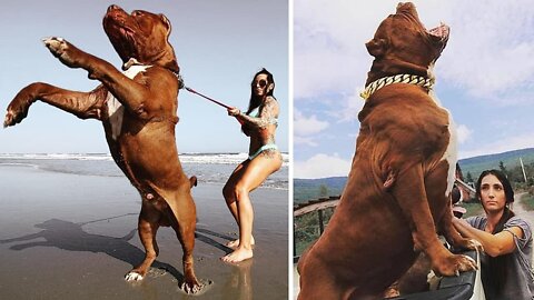 Amazing Most Powerful And Huge Dogs in the World