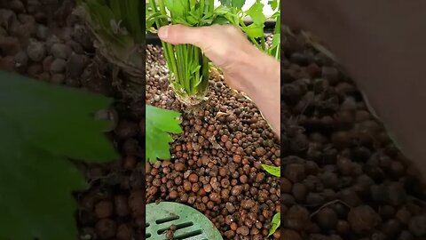 Celery in aquaponics