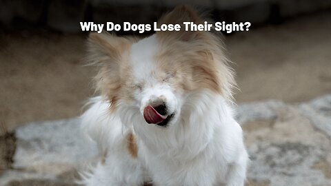 Why Do Dogs Go Blind?