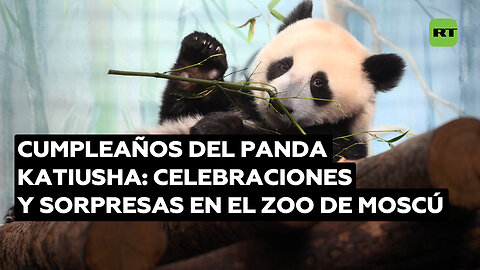 Panda Katiusha celebra su primer cumpleaños en el zoo de Moscú