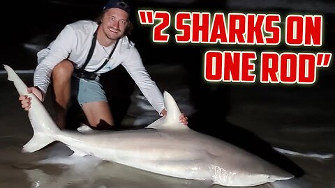 You won't believe how we caught this shark | Fishing with Waves