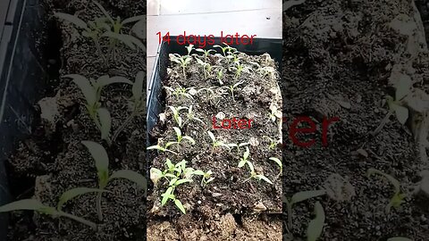 14 days later..36 healthy tomato starts #shortsvideo #tomatoes #gardening #socialmedia