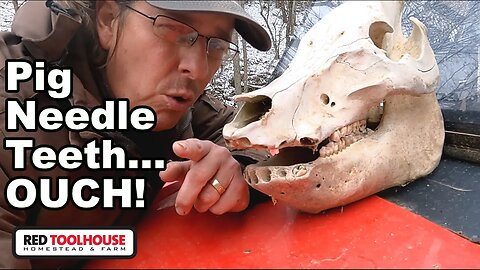 Wolf Teeth, Needle Teeth, and Tusks - Are they all the same?