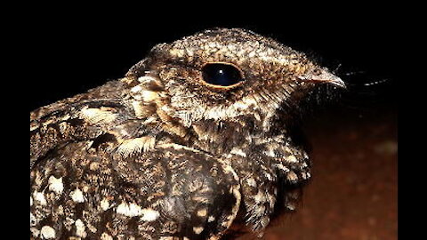 curiango BACURAU MISTERIOSO brazilian fauna sertaneja wild pantanal sertanejo brazilian