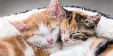 A cat playing with her baby in a nice atmosphere