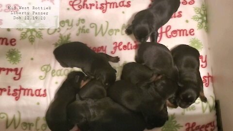 Liberty Panzer AKC Baby Rotties