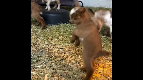 Happy Little Goat