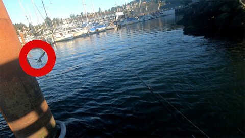 Beware of Diving Birds - Newport OR