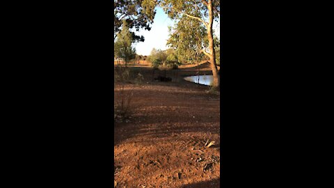 Trapping Feral Pigs in Central NSW