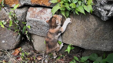 A cat that fell in the gutter, desperately climbs up a stone wall to get back to the family