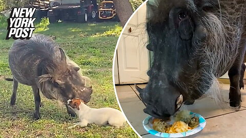 Wallace the warthog is TikTok's favorite pet pig