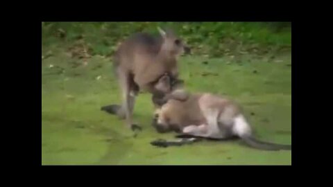 Kangaroo Fight /🦘vs 🦘- Knock Out