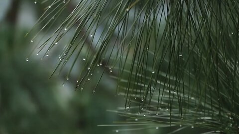 1080p Full HD Footage Rainy Day Water Drops on Pine Trees - Copyright Free