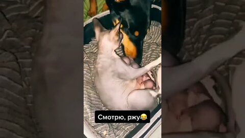 Funniest and Cutest Tiktok Cats 2022 #cute #tiktok #funnyanimals #funnyvideos #viral #cat