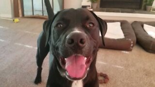 Oreo playing with a tennis ball