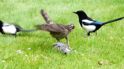 Sparrowhawk catches Wood Pigeon and is then harassed by two Magpies