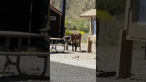 Beautiful California Burro Has An Itch To Scratch