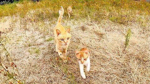 The kitten that overtakes the adult cat and runs up to the top is too cute