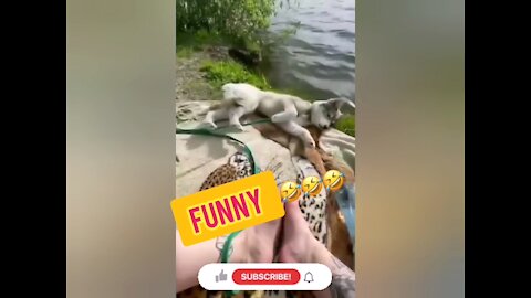 The dog hasky rolled into the water