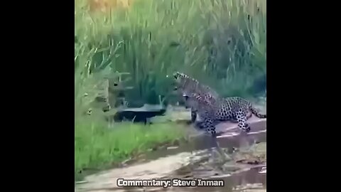 Honey Badger vs. Leopard Gang