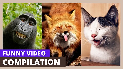 New Funny Animals 😂 Funniest Cats and Dogs Videos 😺🐶