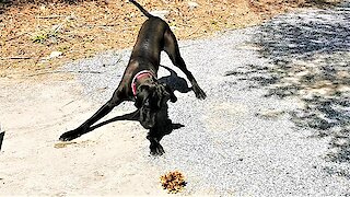 Great Dane puppy is adorably angry with leaves on her driveway