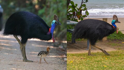 cassowary bird