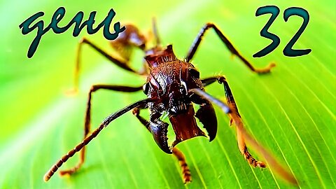 #AnToxiс 📅 День 3️⃣2️⃣ Муравей ВОЙН 🐜🐜🐜 #ants #colony #antlife @ParaToxic