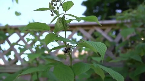 Beachfront B Roll Bees Pollinating Clip 1 Free to Use HD Stock Video Footage