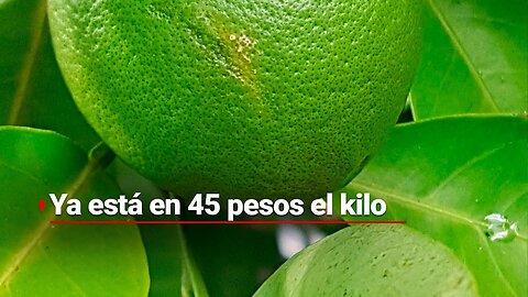 ¡El kilo del limón ya alcanzó los 45 pesos! El alza se debe a la violencia en Michoacán