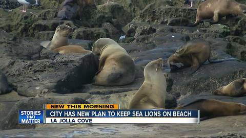 Sea lions climbing steps may lead to gates at La Jolla Cove