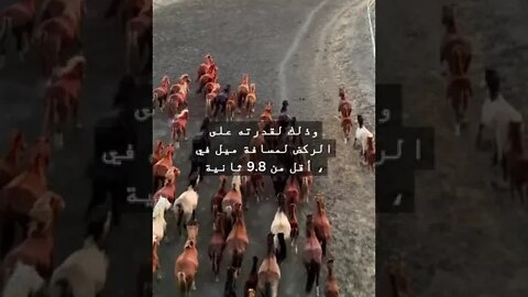 أغلى حيوان أليف في العالم؟ #shorts #funny #السعودية