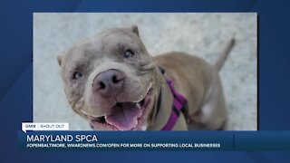 Thor the dog is looking for a new home at the Maryland SPCA