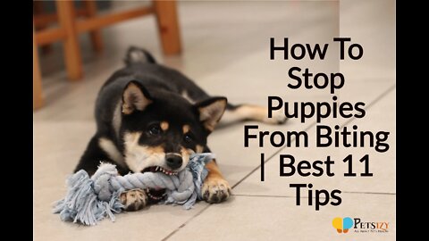 5 Best Tips To Stop Your Puppy From Biting